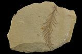 Dawn Redwood (Metasequoia) Fossil - Montana #142548-1